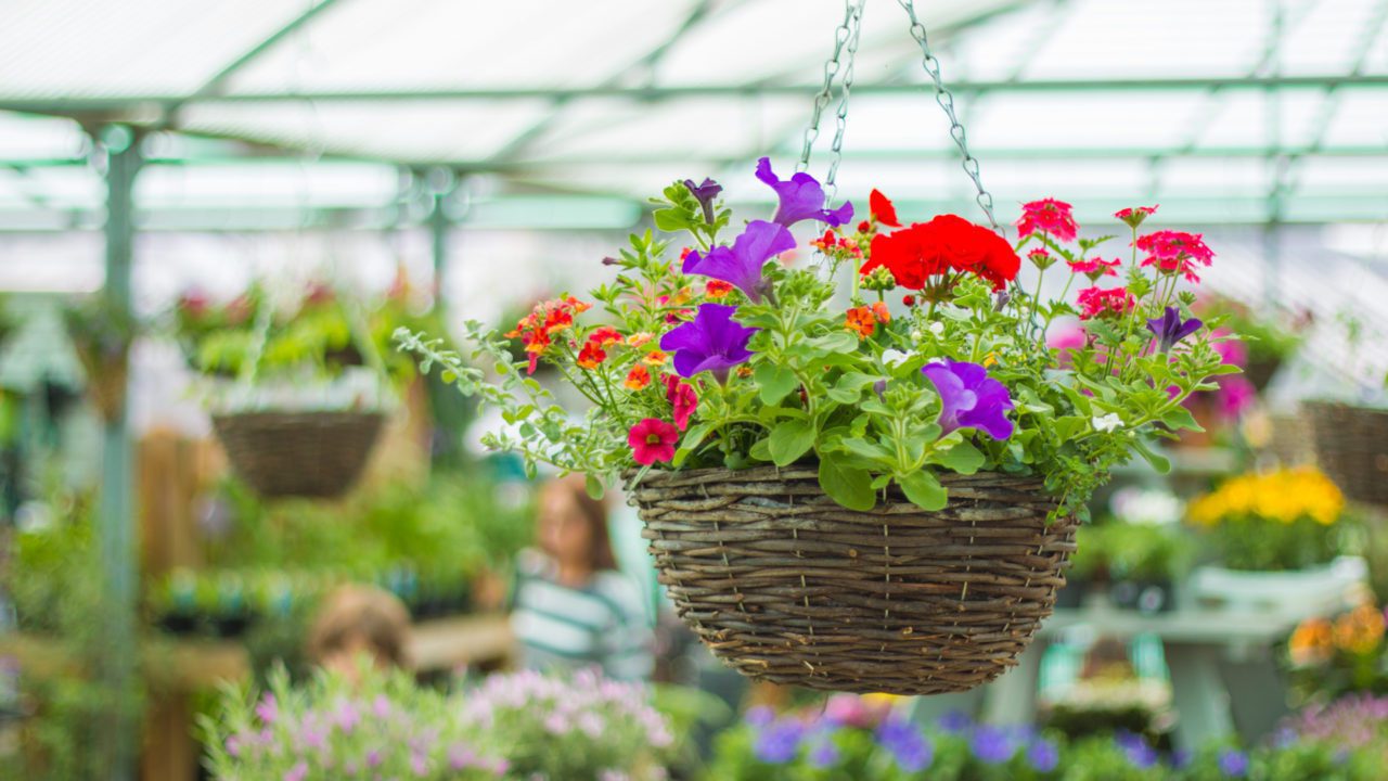 HANGING BASKETS Wheatley Farm Garden Centre