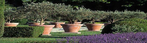 Olive trees for sale essex
